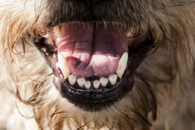 В Госдуму внесут проект закона о наказании за нападение бездомных собак