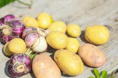 Совфед считает критичной обеспеченность семенами картофеля в России