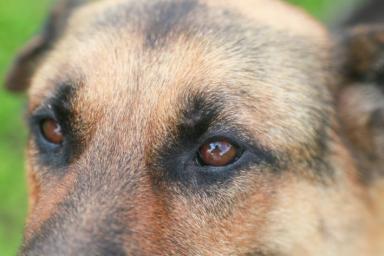 Генпрокуратура выступила за разработку критериев немотивированной агрессии собак