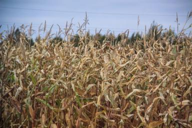 Phus.org: ученые из Соединенных Штатов исследуют генетические особенности кукурузы
