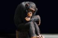 Большинство обезьян с чипом в мозгу умерли, страдая
