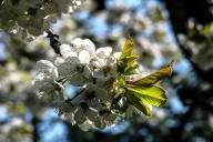 Как правильно ухаживать за яблоней? 9 важных шагов