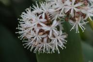 5 растений, любящие тёмные места в доме