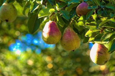 5 обязательных весенних работ с грушей, чтобы она дала хороший урожай