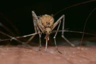 Учёные из Германии и США рассказали, кому укусы комаров не грозят