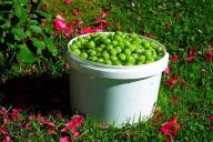 Основные правила посадки и выращивания крыжовника