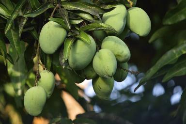 Чем отличаются сорта манго: секреты выбора самых сладких плодов
