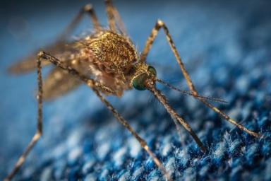 Комары могут запоминать запах ядохимикатов после первого же контакта