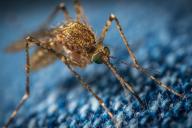 Ученые выяснили, как экологично и эффективно побороть комаров