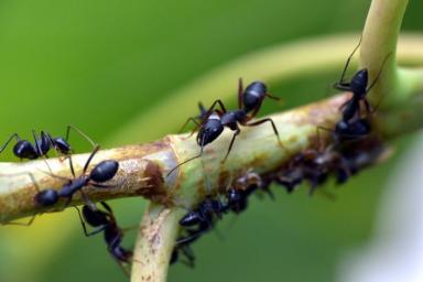 Как избавиться на участке от муравьев: 5 эффективных способов