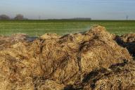Навоз. Правила использования на огороде и возможные недостатки