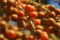 Как повысить иммунитет: топ-5 продуктов для здоровья