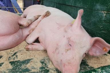 В Германии запустят выращивание ГМ-свиней для пересадки сердца людям