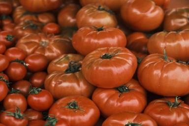 Как выращивать помидоры в открытом грунте: 10 секретов вкусных и сочных томатов