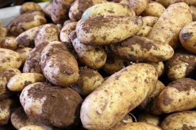 Как получить богатый урожай картофеля: 3 нюанса, о которых стоит помнить дачникам