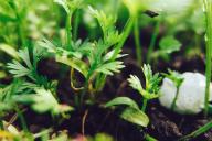 Что любит рассада: секреты правильного полива