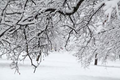 Зима Деревья Снег