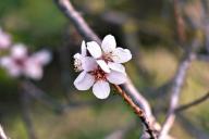 6 советов по поводу выращивания саженцев плодовых деревьев