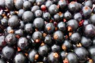 3 секрета по выращиванию богатого урожая черной смородины