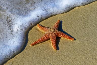 Скелеты морских звезд помогут создать прочную и легкую керамику