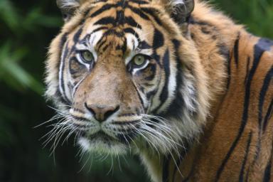 В Хабаровском крае насмерть подрались амурские тигры