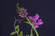 Ученые изучили, как бобовые привлекают бактерии, фиксирующие азот