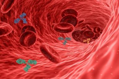 Ученые из Японии научились управлять ростом новых кровеносных сосудов