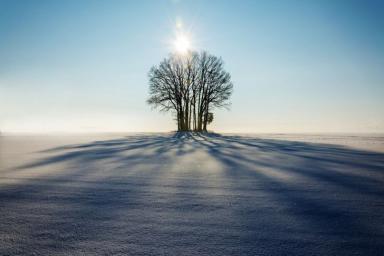 Зима Дерево Солнце