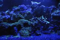 Коралловый риф 