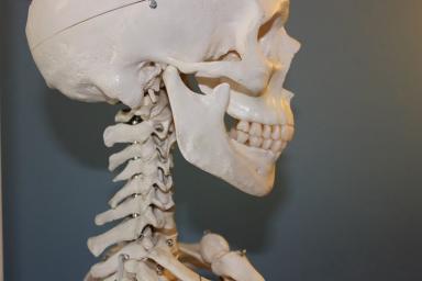 Скелет человека 