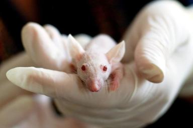 Ученым удалось обратить вспять процесс старения у мышей