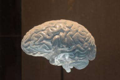 Мозг стирает воспоминания, когда активно обучается новому