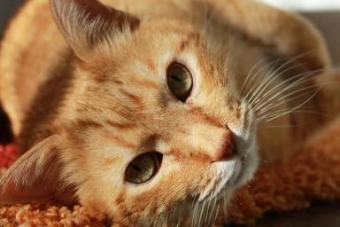 Российским кошкам запретили участвовать в международных выставках