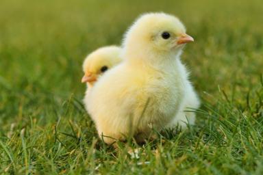 Россельхознадзор запретил поставки яиц и птицы из четырех штатов США