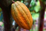 Какао улучшает психическое здоровье