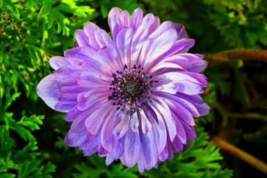 Очаровательная скромность: 5 полевых цветов, которые украсят приусадебный участок