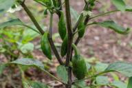 Правда и мифы о землеройке: друг или враг на дачном участке