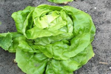 Как правильно посадить салат: рекомендации дачникам