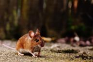 Ученые нашли метод, позволяющий воскресить крысу, которая жила 120 лет назад