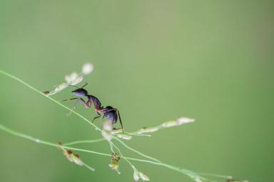 Как избавиться от муравьев в огороде и саду: лучшие способы