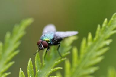 Как защитить садовые растения от вредных насекомых с помощью натуральных средств
