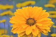 Как вырастить подсолнух на своём участке из семечки