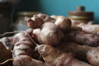 Здоровый картофель, или как избавиться от картофельной моли