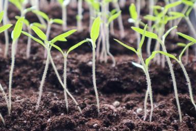 Как вырастить крепкую рассаду: 6 ошибок, которые нельзя допускать