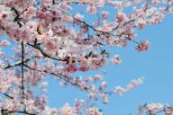 Побелка для деревьев: определяемся с белящим составом