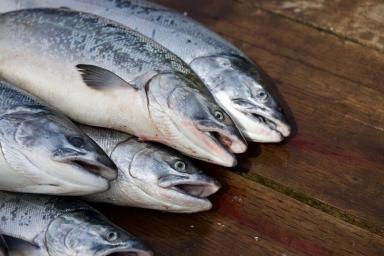 Чрезмерное количество кормовой рыбы для выращивания лосося чревато продовольственным кризисом