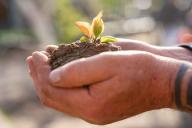 Как выбрать качественный саженец