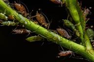 7 растений против тли: естественные способы борьбы с вредителем