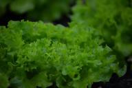 Что любит рассада: 3 секрета правильного полива