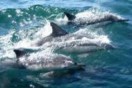 Дельфины